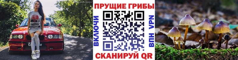 Псилоцибиновые грибы Psilocybine cubensis Колпашево